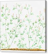 Illustration Of Trifolium Arvense (hare's Foot Clover) Canvas Print