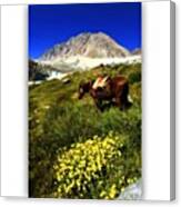 In The Middle Of Nowhere With A Horse Canvas Print