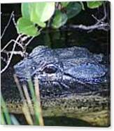 In The Swamp Canvas Print