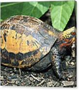 Indochinese Box Turtle Cuora Canvas Print