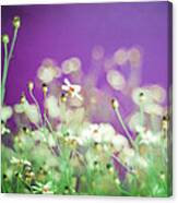 Infatuation In Purple Canvas Print