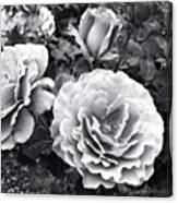 #instadaily #white #black #flowers Canvas Print
