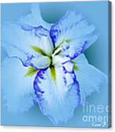 Iris In Blue Canvas Print