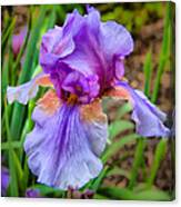 Iris Canvas Print