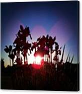 #irises #flowers #nature #sun Canvas Print