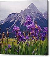 Irises In Austria Canvas Print