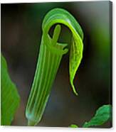 Jack-in-the-pulpit Flower Dspf140 Canvas Print