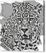Jaguar Motherhood Canvas Print