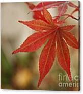 Japanes Maple Leaf Canvas Print