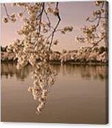 Japanese Cherry Tree Blossoms Over The Tidal Basin In Sepia Ds019s Canvas Print
