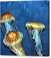 Jellyfish Trio Canvas Print