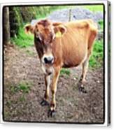 #jersey #cow #calf #heifer #baby #moo Canvas Print