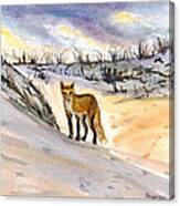 Jersey Shore Fox Canvas Print