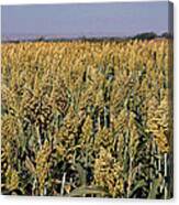 Jowar Crop Canvas Print