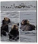 Just Hanging Out. Sea Otters Last Week Canvas Print