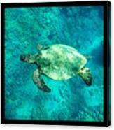 Just Went On An Amazing Snorkeling Canvas Print