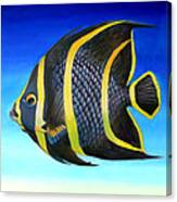 Juvenile French Angelfish Canvas Print