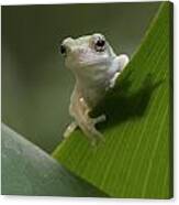 Juvenile Grey Treefrog Canvas Print