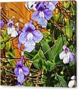 Kathy's Violets From Australia Canvas Print
