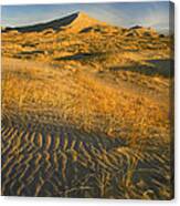 Kelso Dunes And Grasses Mojave National Canvas Print
