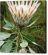 King Protea (protea Cynaroides) Flower Canvas Print