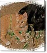 Kitten Brothers Canvas Print