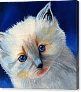 Kitten In Blue Canvas Print