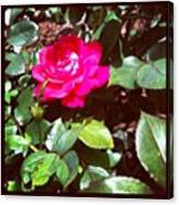 Knockout Roses Are Starting Their Canvas Print