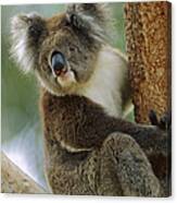 Koala Phascolarctos Cinereus Adult Canvas Print