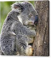Koala Phascolarctos Cinereus Sleeping Canvas Print