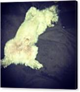 #kobe #white #poodle #sleeping #puppy Canvas Print