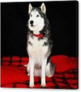 Koty #siberianhusky #husky #dog Canvas Print