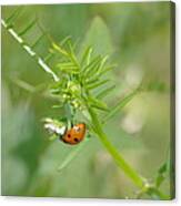 Ladybug Canvas Print