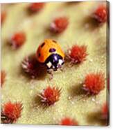 Ladybug2 Canvas Print
