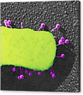 Lambda Phage On E. Coli Canvas Print