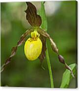 Large Yellow Lady Slipper Orchid Dspf0251 Canvas Print