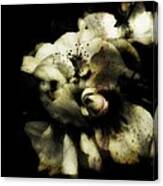 Last Rose Black And White Canvas Print