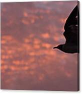 Laughing Gull At Sunset Canvas Print