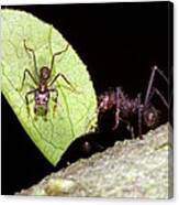 Leaf-cutter Ants Canvas Print