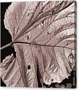 Leaf Fall Canvas Print