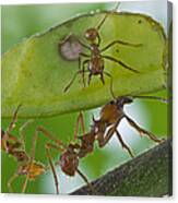Leafcutter Ants Costa Rica Canvas Print