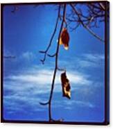 Leaves In The Wind #leaf #tree #clouds Canvas Print