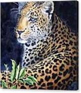 Leopard  Sold  Prints Available Canvas Print