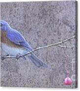 Liberty - Eastern Bluebird On Wahoo Branch Canvas Print