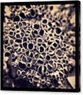 Lichen Canvas Print