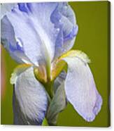 Lilac Blue Iris Flower Iii Canvas Print