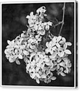 Lilac Branch In Bw Canvas Print