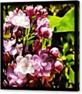 #lilac #flower #flowers #petal #bloom Canvas Print