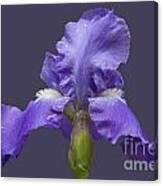 Lilac Iris Canvas Print