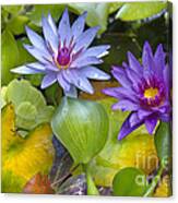 Lilies No. 2 Canvas Print